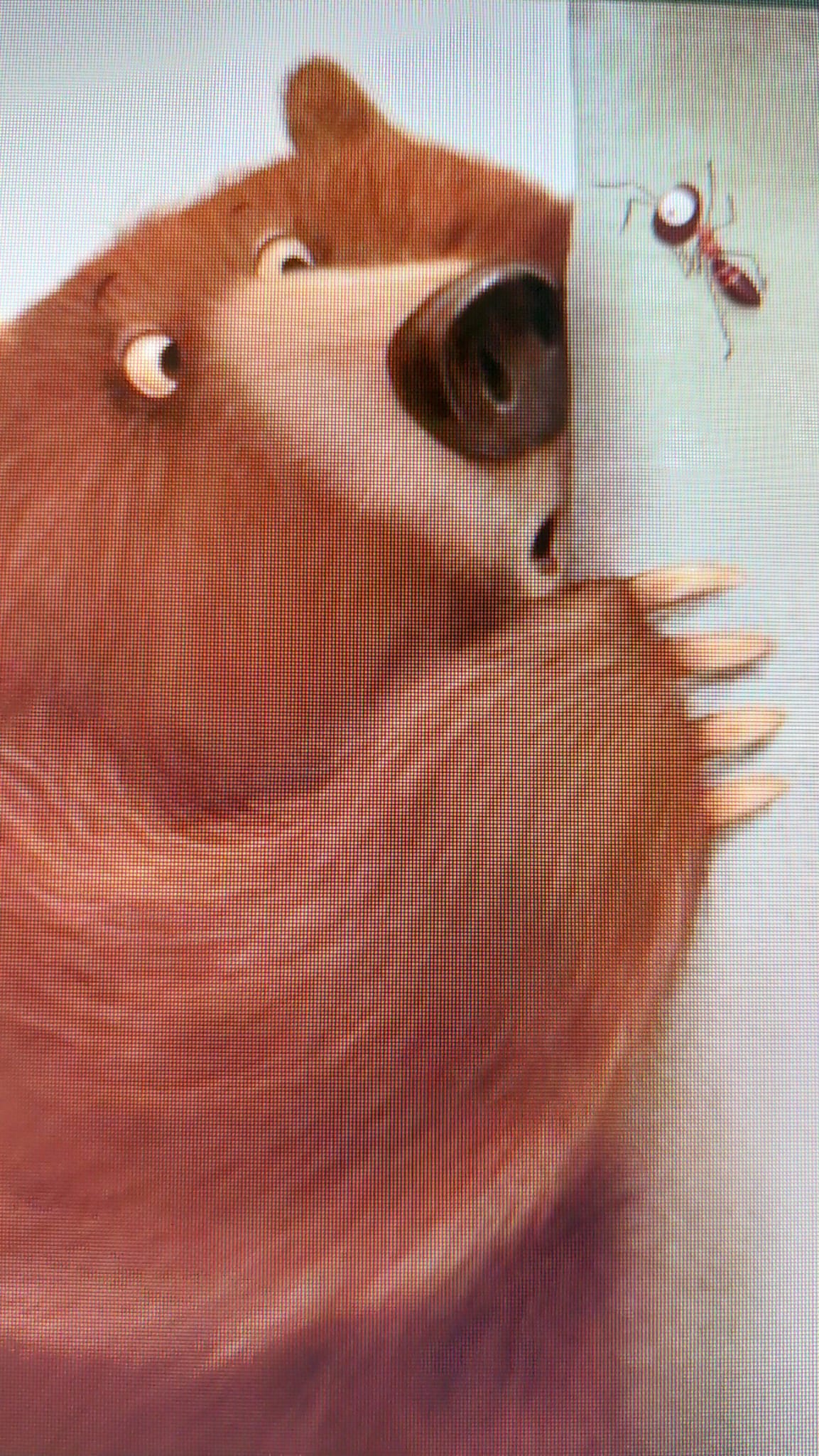 miś