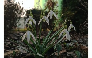 Pierwsze oznaki wiosny (17)
