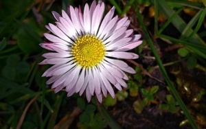 wiosna (5)