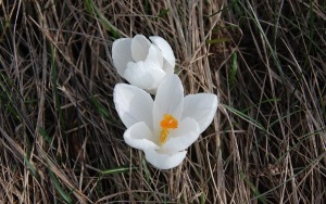 wiosna (12)