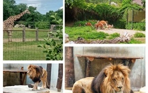 13. Zwierzęta w opolskim zoo.jpg (1)