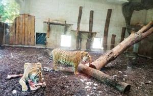 Uczniowie klas pierszych na wycieczce - ZOO Opole (4)