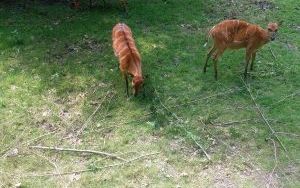 Uczniowie klas pierszych na wycieczce - ZOO Opole (1)