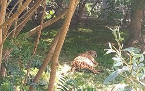 Uczniowie klas pierszych na wycieczce - ZOO Opole (6)