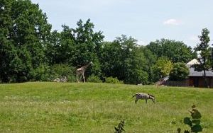 Uczniowie klas pierszych na wycieczce - ZOO Opole (2)