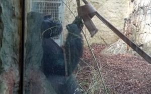 Uczniowie klas pierszych na wycieczce - ZOO Opole (6)