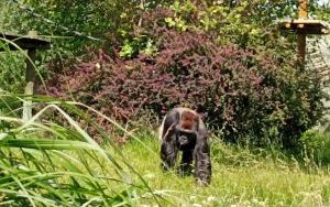 Uczniowie klas pierszych na wycieczce - ZOO Opole (5)